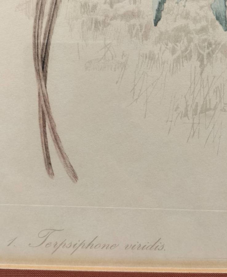 Vintage framed Dick Findlay print (1959) - Bird