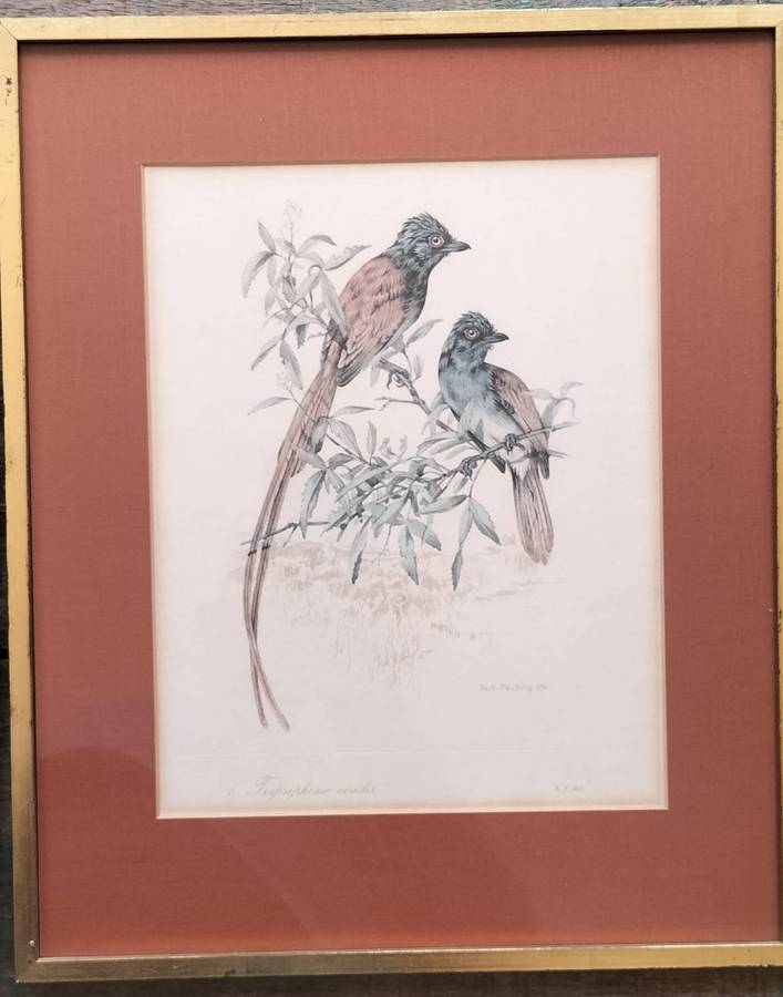Vintage framed Dick Findlay print (1959) - Bird
