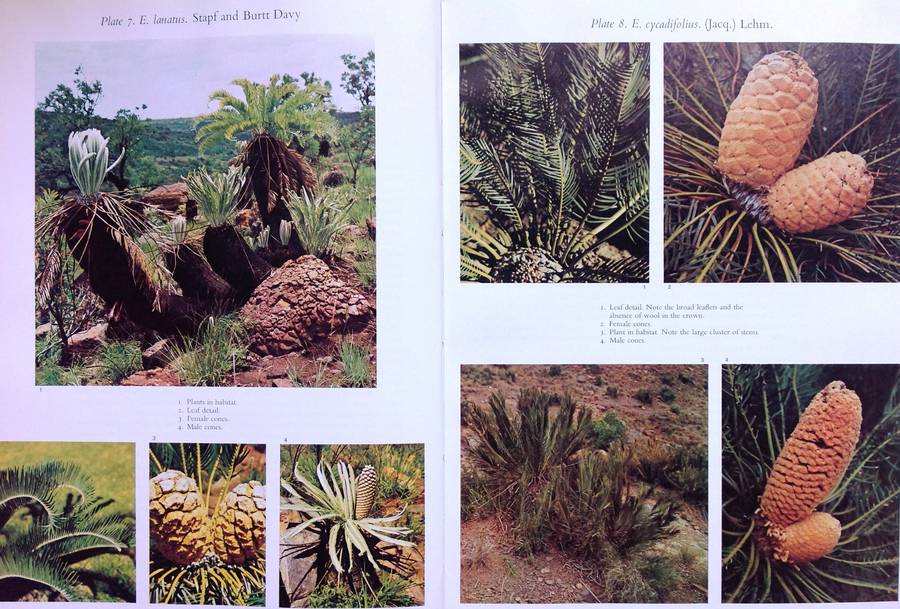 Cycads of South Africa - Cynthia Giddy - Hardcover