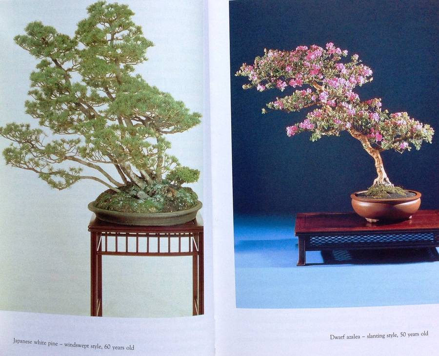 Practical Bonsai - their care, cultivation and training - Paul Lesniewicz and Hideo Kato
