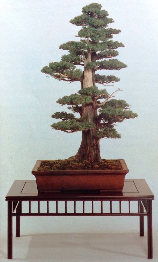 Practical Bonsai - their care, cultivation and training - Paul Lesniewicz and Hideo Kato