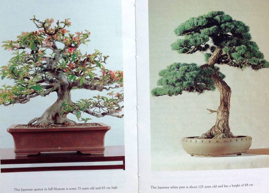 Practical Bonsai - their care, cultivation and training - Paul Lesniewicz and Hideo Kato