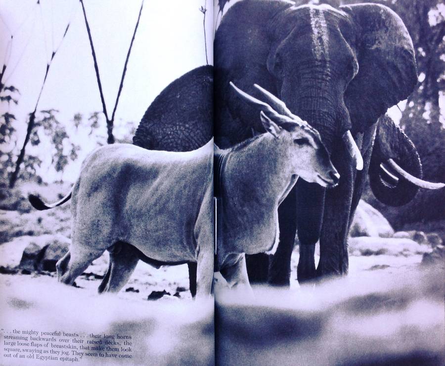 Longing for Darkness - Kamante's tales from Out of Africa - Collected by Peter Beard
