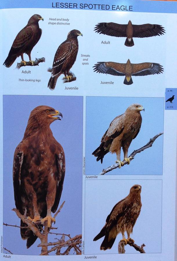 The Raptor Guide of Southern Africa - Ulrich Oberprieler