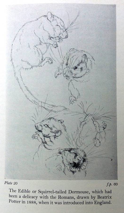 The Tale of Beatrix Potter - A Biography - Margaret Lane - Hardcover