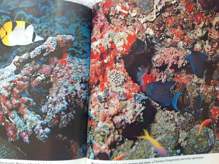 Diving for Sunken Treasure by Jacques-Yves Cousteau and Philippe Diole
