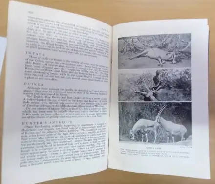 BIG GAME SHOOTING IN AFRICA