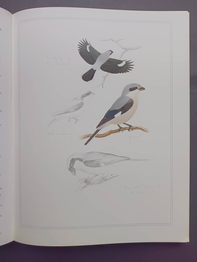 Shrikes of Southern Africa /Tony Harris & Graeme Arnott