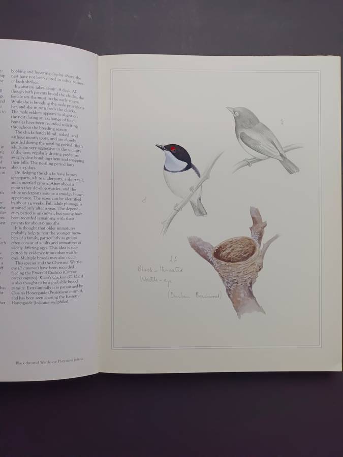 Shrikes of Southern Africa /Tony Harris & Graeme Arnott