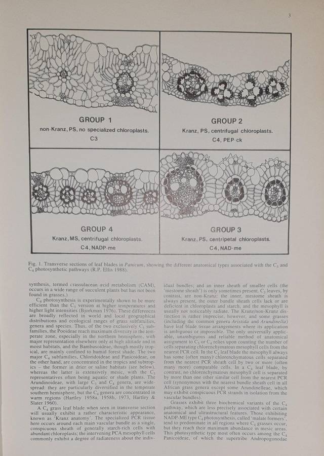 Grasses of Southern Africa - Ed. O.A. Leistner
