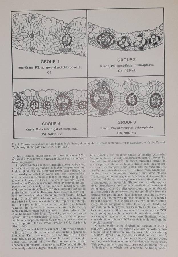 Grasses of Southern Africa - Ed. O.A. Leistner
