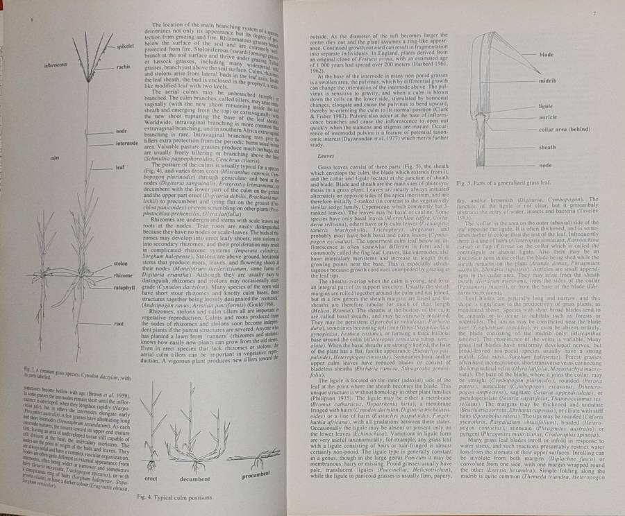 Grasses of Southern Africa - Ed. O.A. Leistner