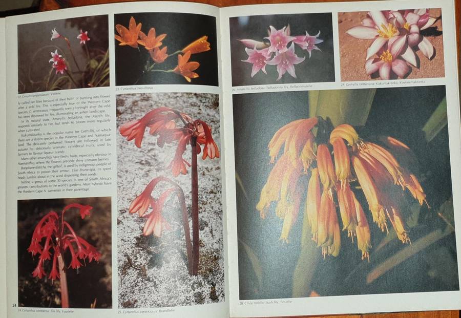 Wild Flowers of Southern Africa - The National Botanic Gardens of South Africa