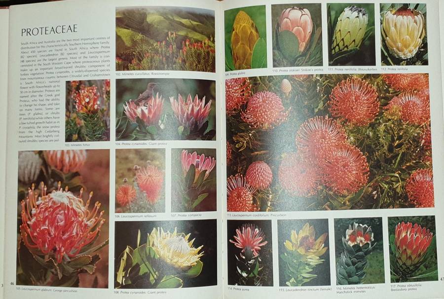 Wild Flowers of Southern Africa - The National Botanic Gardens of South Africa