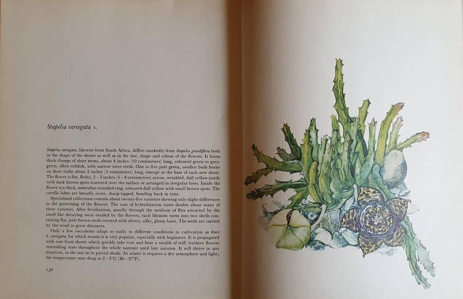 Decorative Cacti - A Guide to Succulant House Plants