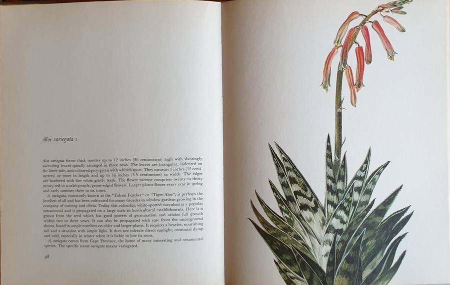 Decorative Cacti - A Guide to Succulant House Plants