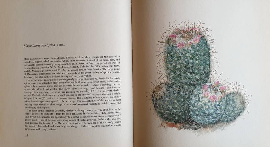 Decorative Cacti - A Guide to Succulant House Plants