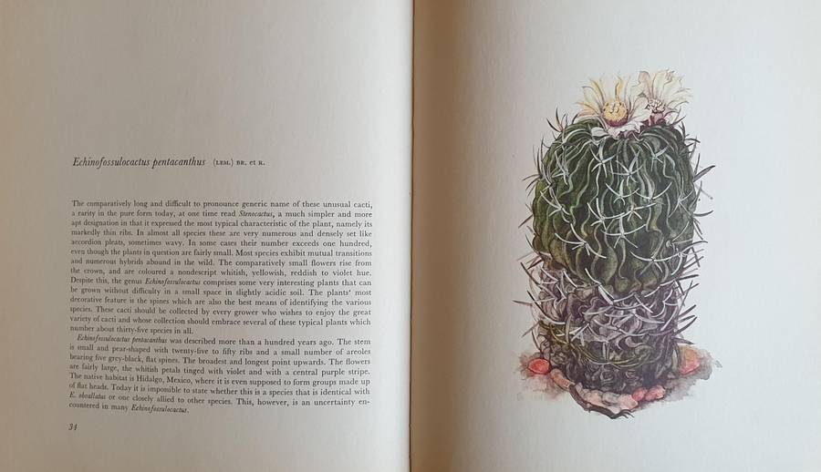 Decorative Cacti - A Guide to Succulant House Plants