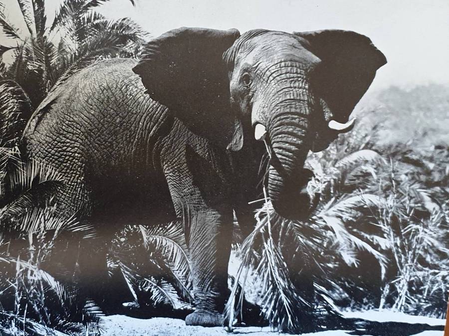 Wild Life in South Africa - Lieut. Col. J. Stevenson-Hamilton