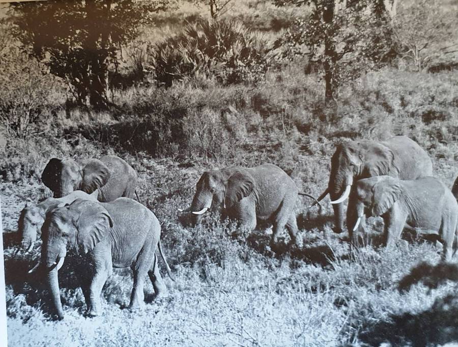 Wild Life in South Africa - Lieut. Col. J. Stevenson-Hamilton