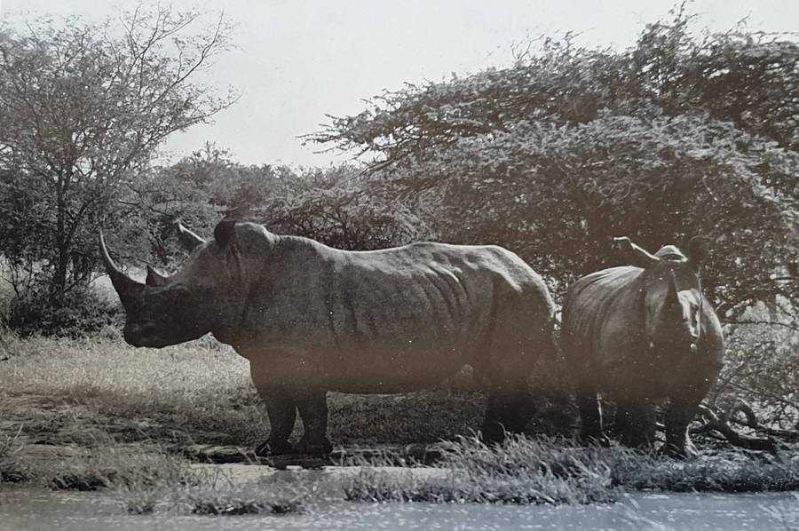 Wild Life in South Africa - Lieut. Col. J. Stevenson-Hamilton