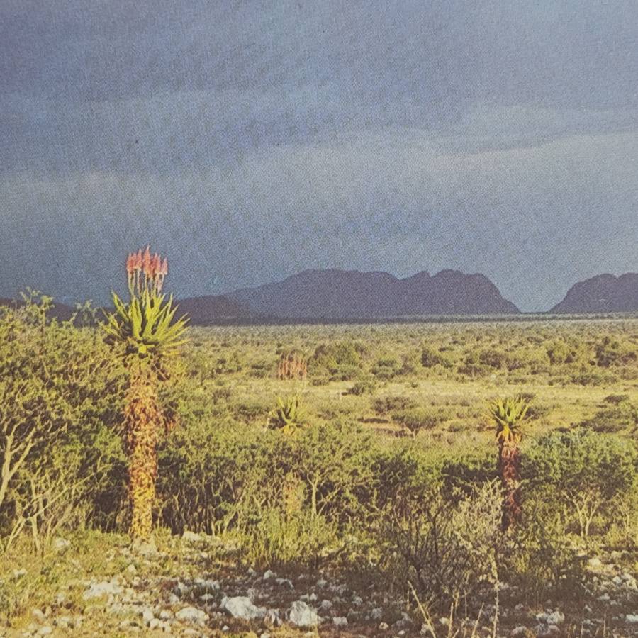 Lot of 4 SWA Aloes Maxi - cards 1981 First Day - Hand cancelled in Windhoek