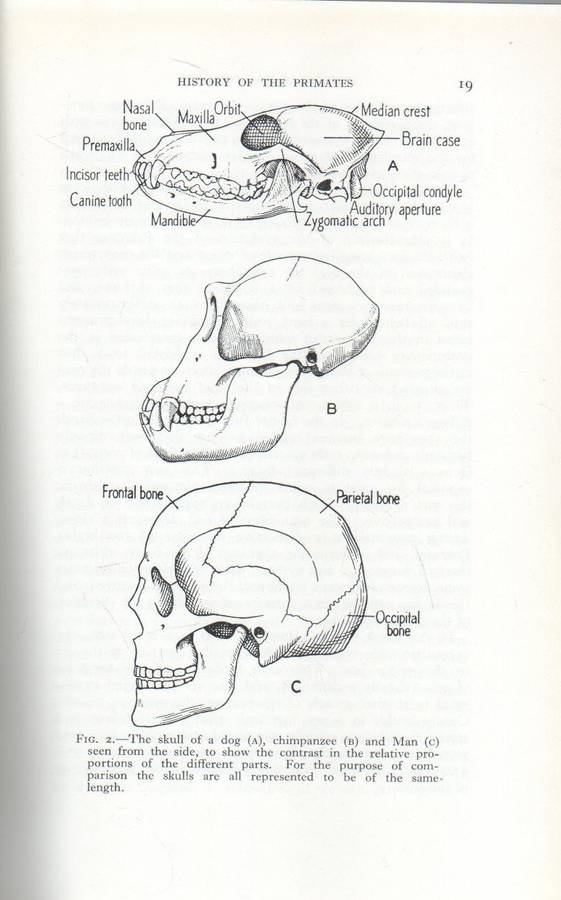 HISTORY OF THE PRIMATES - W E GROS CLARKE (10TH EDITION 1970)