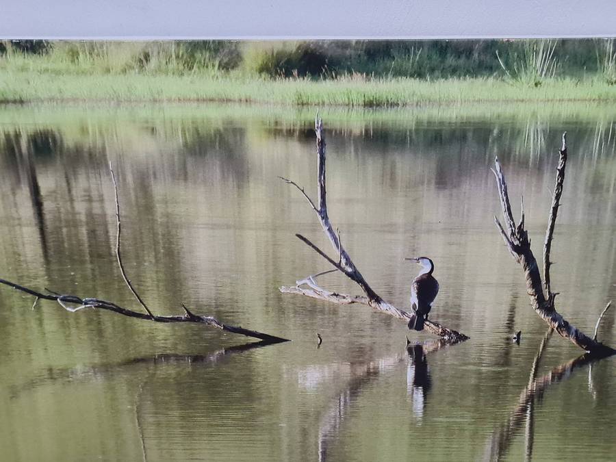 Bird and water lithograph