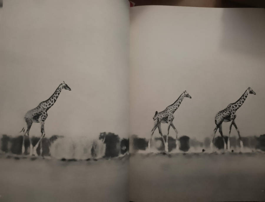 The End of the Game - Peter Beard