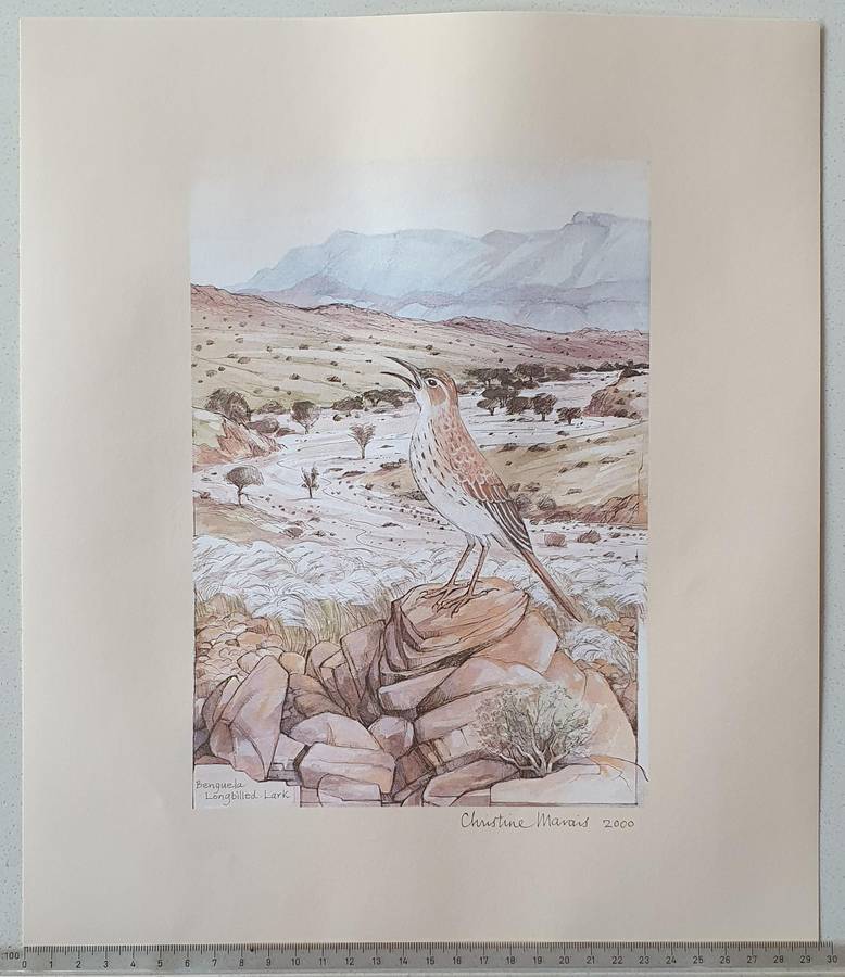 Unframed print of a painting by CHRISTINE MARAIS - part of the endemic birds of Namibia portfolio