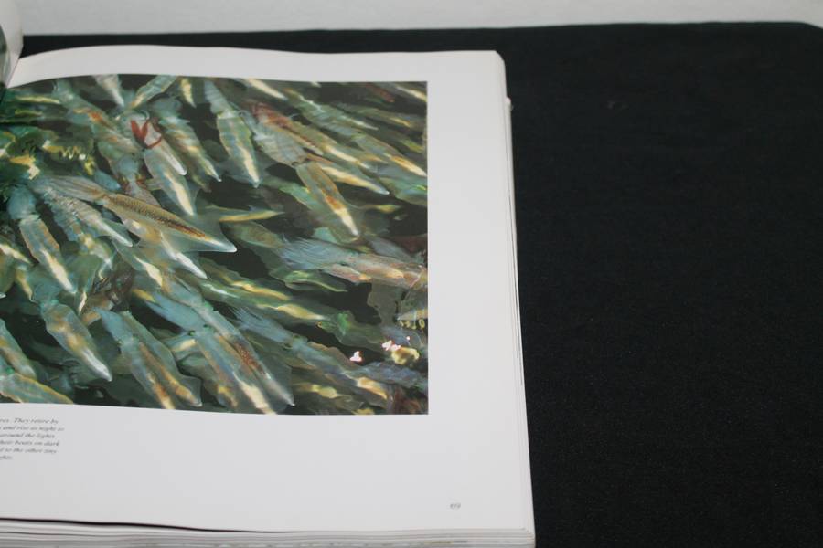 Jacques Cousteau The Ocean World