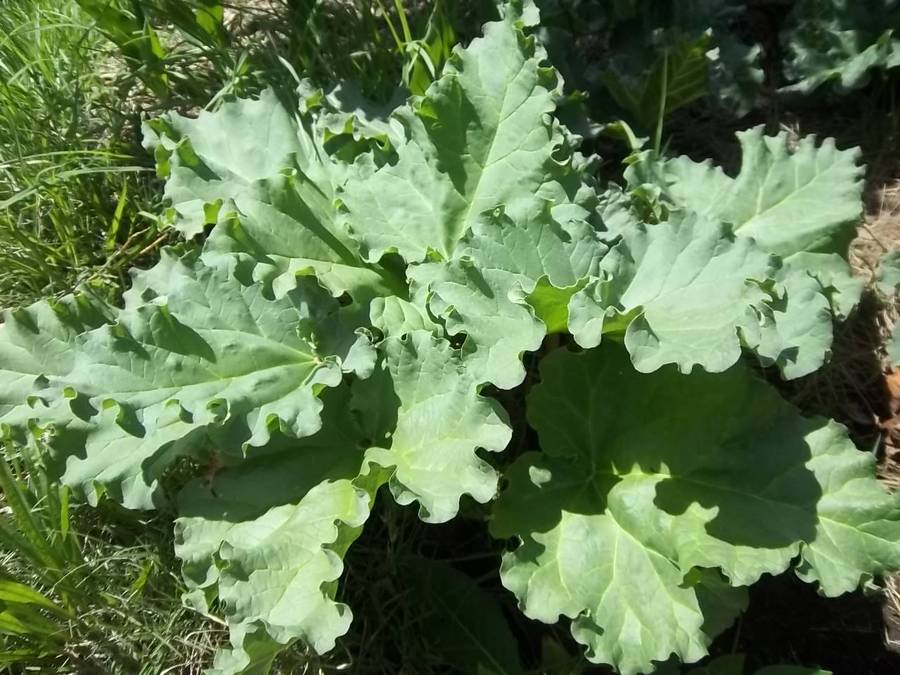 Rhubarb Victoria 10 Rhubarb Seeds