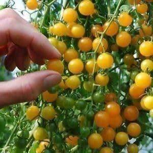 Tomato Seeds Gold Rush Currant - 20 Tomato Seeds