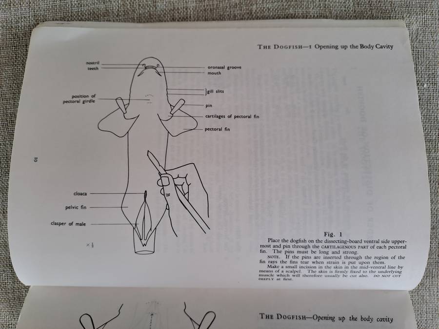 Guide to Dissection - HGQ Rowett