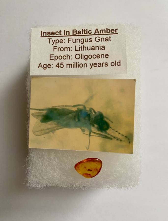 Amber - with fossil inclusion (VERY RARE!)