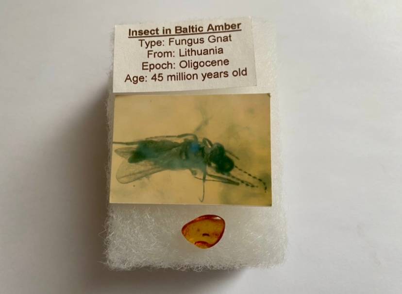 Amber - with fossil inclusion (VERY RARE!)