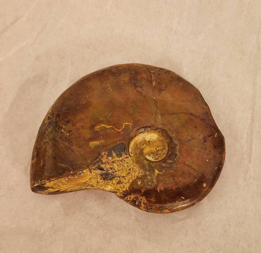 FOSSILIZED NAUTILUS Shell -rock and a lovely decorative item! seldom offered and a bargain!  WOW