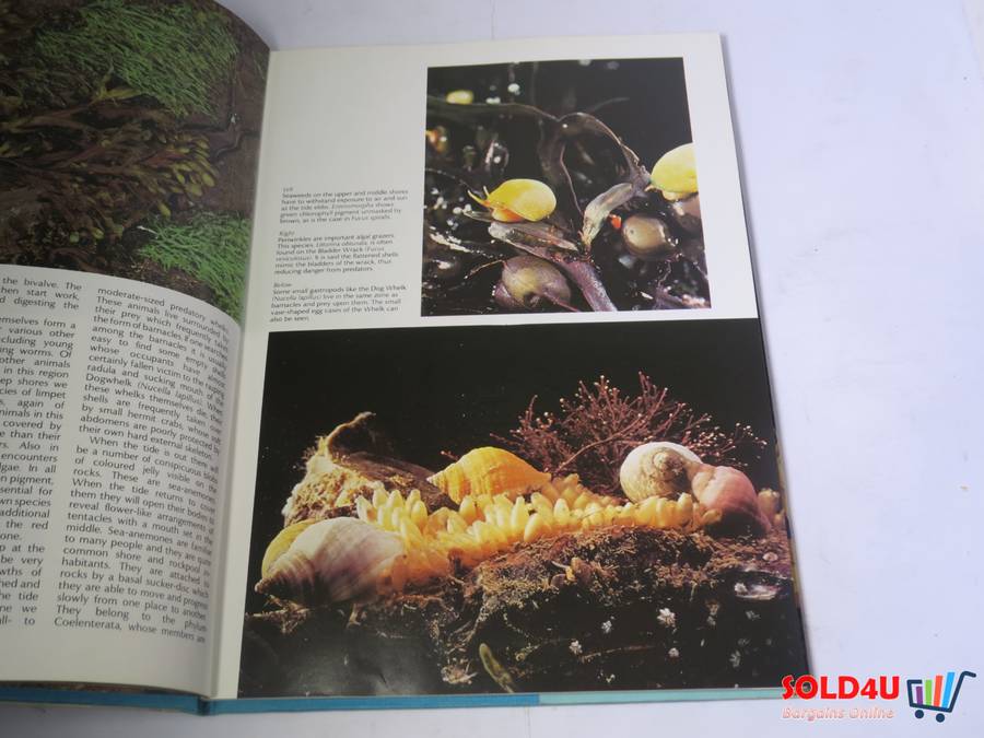 The Wonderful World of Life in the Sea - Andrew C. Campbell