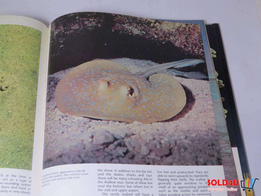 The Wonderful World of Life in the Sea - Andrew C. Campbell