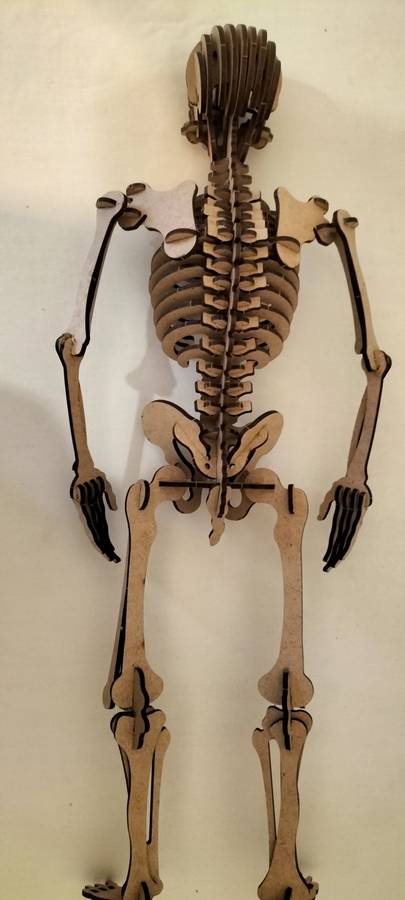 A Superb Complete Wooden Skeleton