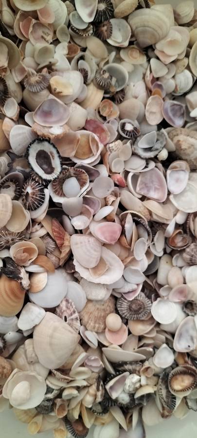 Massive 1Kg 1000Grams of Various Bivalve, Cockle, Limpet etc Shells for Jewelry and Crafts- (SH43)