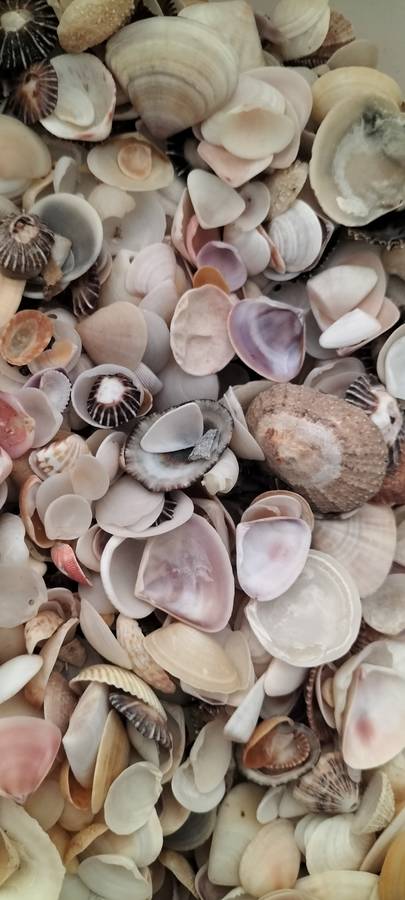 Massive 1Kg 1000Grams of Various Bivalve, Cockle, Limpet etc Shells for Jewelry and Crafts- (SH43)