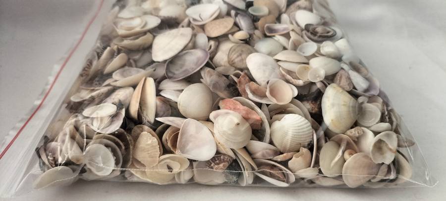 Massive 1Kg 1000Grams of Various Bivalve, Cockle, Limpet etc Shells for Jewelry and Crafts- (SH43)