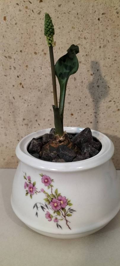 Healthy Growing Drimiopsis Maculata Bulb in Ceramic Container (nr1)