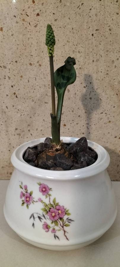 Healthy Growing Drimiopsis Maculata Bulb in Ceramic Container (nr1)