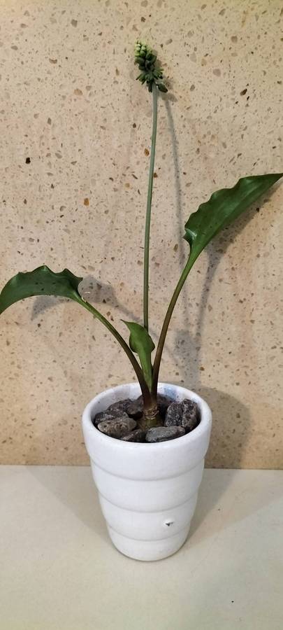 Healthy Growing Drimiopsis Maculata Bulb in Glazed Ceramic Container  (nr9)