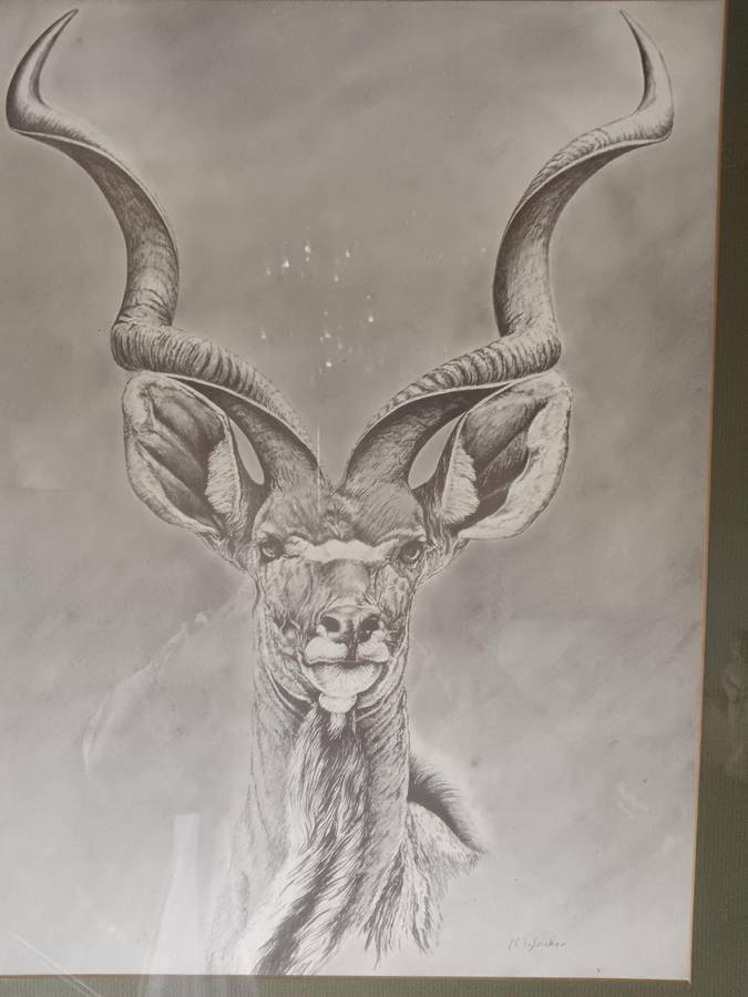 Beautiful Pencil Art Print of Kuda Framed