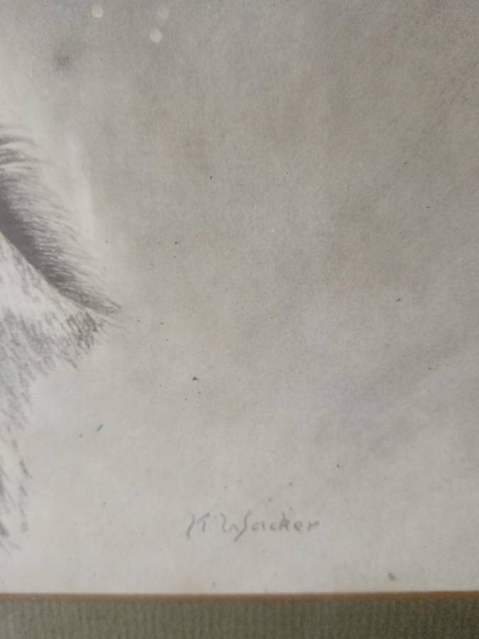 Beautiful Pencil Art Print of Kuda Framed