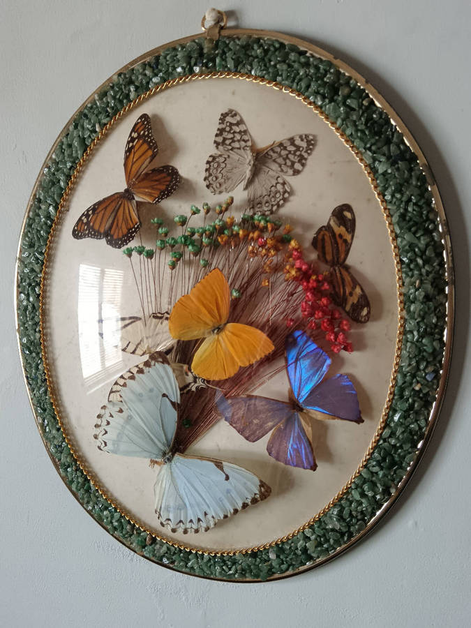 Vintage Real Butterfly Taxidermy Specimen with Micro Mosaic Gemstone Oval Convex Frame