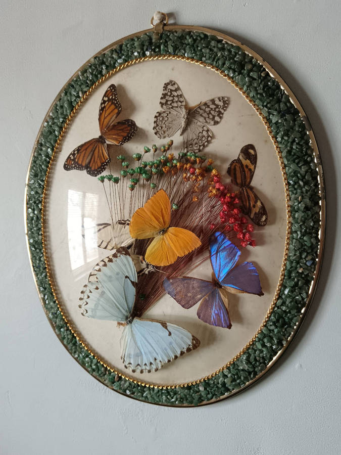 Vintage Real Butterfly Taxidermy Specimen with Micro Mosaic Gemstone Oval Convex Frame